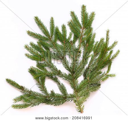 spruce branches on a white background. isolate. for New Year's collage