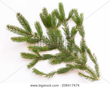 spruce branches on a white background. isolate. for New Year's collage