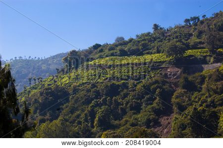 Coonoor, green field, tea plantation. Nilgiri mountain railway India Munnar