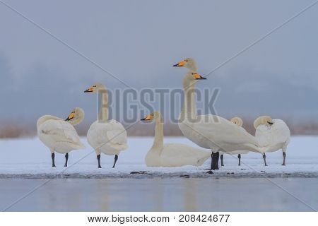 Whooper Swan (Cygnus cygnus) in winter. Location: Comana Natural Park Romania.