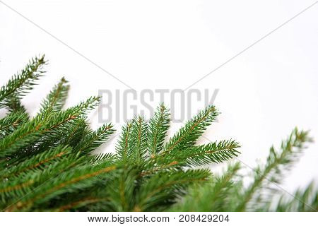 spruce branches on a white background. isolate. for New Year's collage