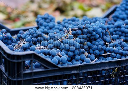Blue Grapes, Background Of Freshly Picked Grapes.., Wine Grapes. Dark Wine Grapes Background, Dark G