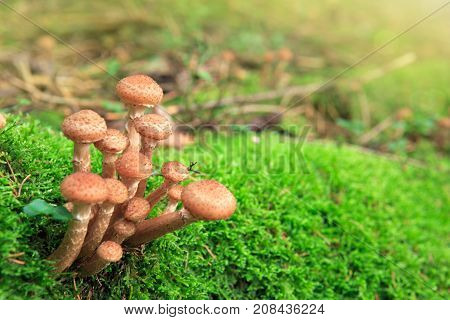 Large group of edible mushrooms from the Armillaria mellea growing on a wood stump in autumn forest.