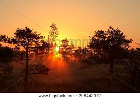 Sunrise in a coniferous forest. Kemeri National Park