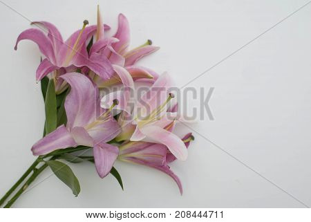 Three pink lilies isolated on a white background. Rosy Rain lily