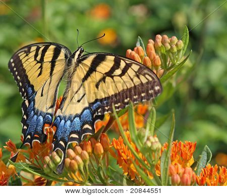 Tiger Swallowtail Butterfly