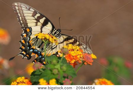 Tiger Swallowtail Butterfly