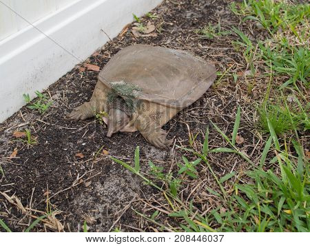 Large Snapping Turtle Chillin in a Backyard Winter Haven Florida