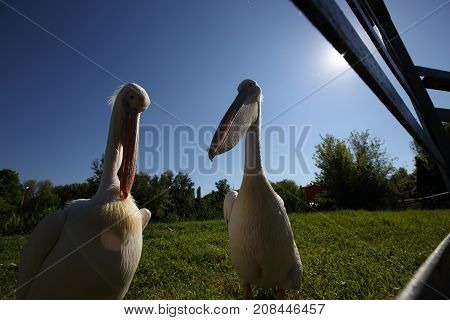 Two white pelicans in zoo on green grass