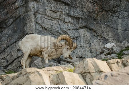 Dall sheep on the rock terraine in canadian zoo