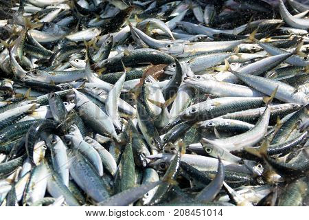 Fish for sale at wholesale fish market in Costa Caparica Portugal.