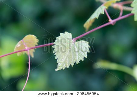 heart shaped vine in focus on valentines day