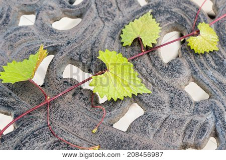 Heart Shaped  Jagged Leaf On A Vine In Selective Focus