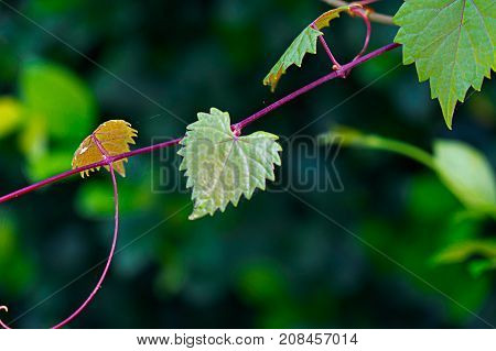 Heart Shaped  Jagged Leaf On A Vine In Selective Focus
