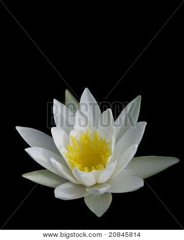 บัวฝรั่งสีขาว