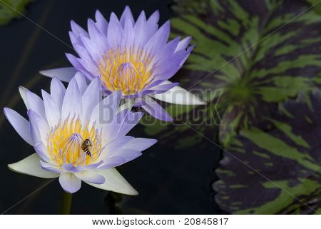 Waterlilies ไวโอเลท
