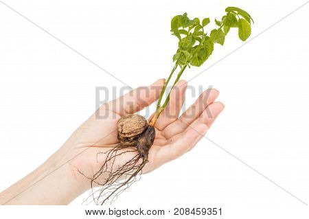 Female hand holds seedling of a walnut isolated on white background