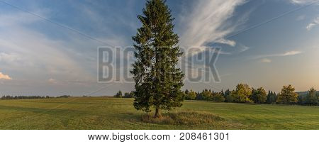 Spruce tree in color evening in Slavkovsky les national park in autumn time