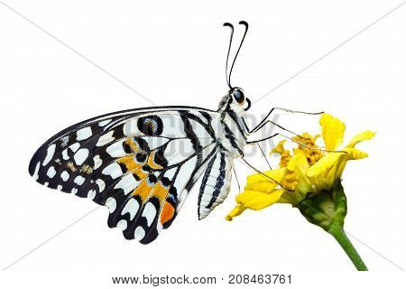 Lime Butterfly (papilio Demoleus)