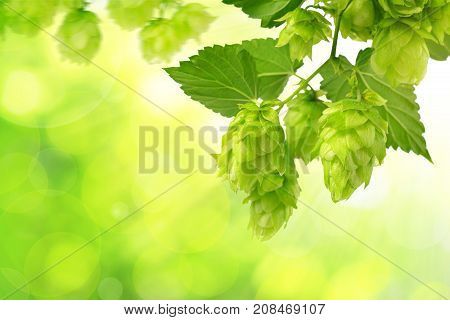 Branch of hop with cones and leaves (Humulus lupulus) on green natural background.