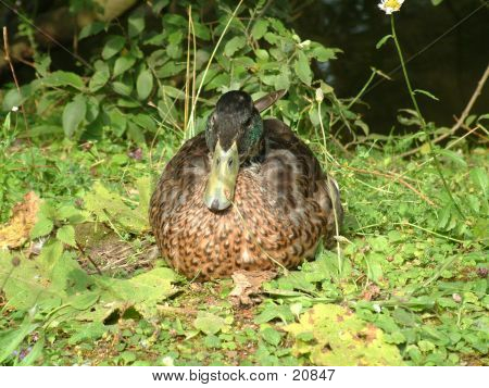 Duck On The Grass