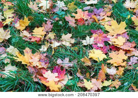 Fallen Maple Leaves Lying On The Grass