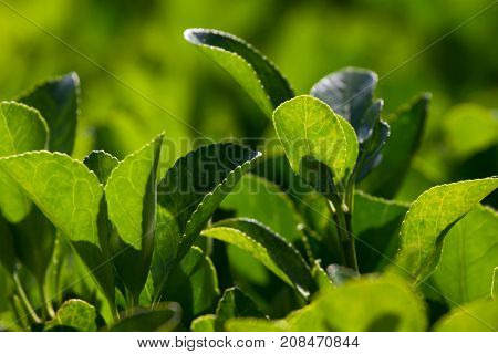 Macro photo leaves of Eounimus japonicus. Japanese spindle