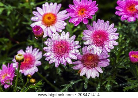 Rain Soaked Pink Daisies Against Wet Green Foiliage Background