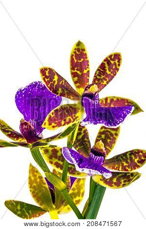 Purple Yellow And Red Oncidium Orchid  On White Background