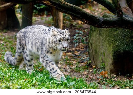 Beautiful Cat Snow Leopard, (uncia Uncia)