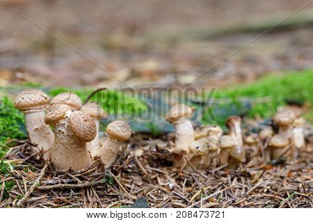 Mushrooms Armillaria Ostoyae In Autumn Forest