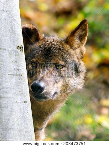 Iberian Wolf (canis Lupus Signatus)