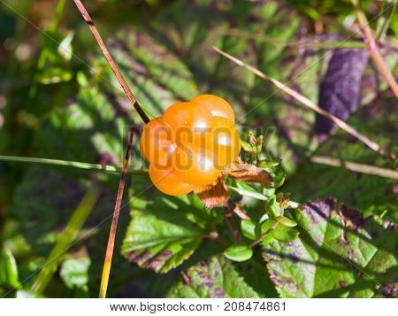 Ripe cloudberry or Rubus chamaemorus at swamp in wild berry macro selective focus shallow DOF.