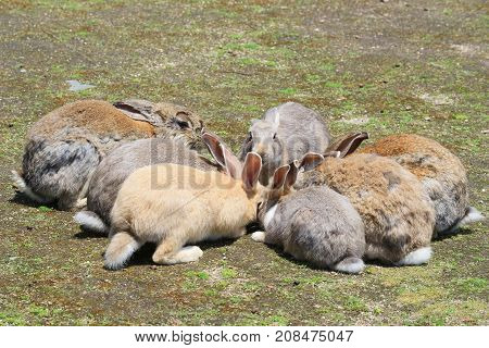 Group Of Rabbit Are Eatting
