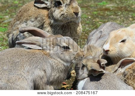 Group Of Rabbit Are Eatting
