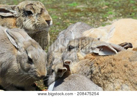 Group Of Rabbit Are Eatting