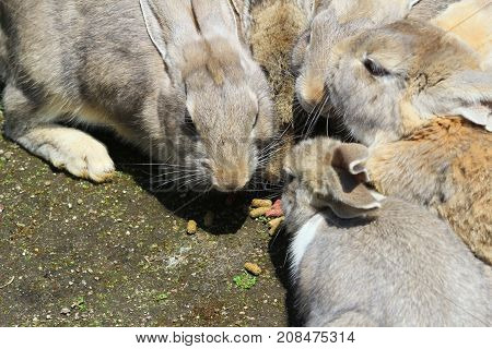 Group Of Rabbit Are Eatting