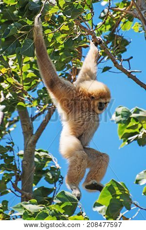 Lar Gibbon On The Tree. Hylobates Lar.