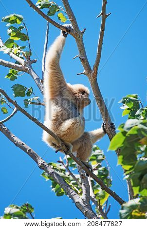 Lar Gibbon On The Tree. Hylobates Lar.