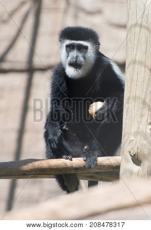 Portrait Of Cute Mantled Guereza. Colobus Guereza.