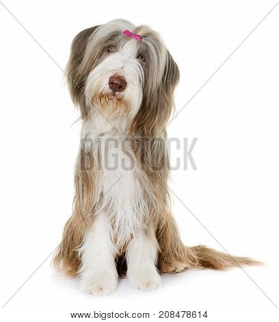 female bearded collie in front of white background