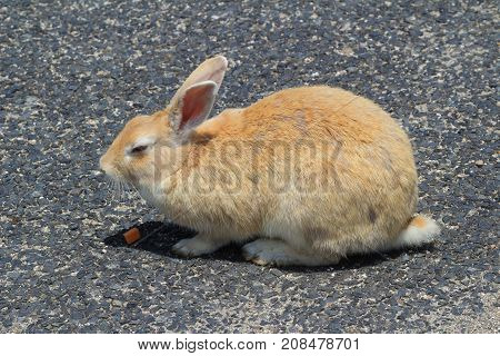 A Rabbit At Okunoshima Hiroshima At Japan