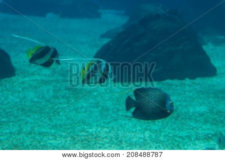 Beautiful Pearlscale Butterflyfishes Chaetodon xanthurus inside Aquarium