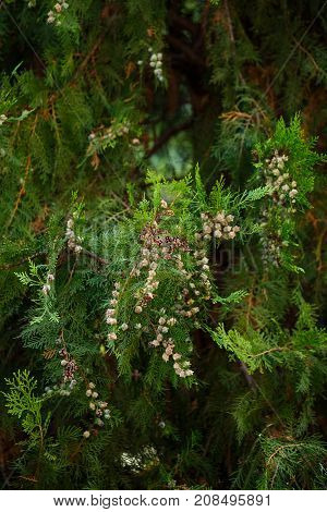 Summer green tree thuja is nice wiev