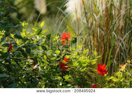 Red flowers. Summer greens and sunny day.