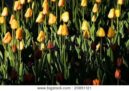 Festival tulipánů
