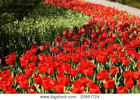Tulipány