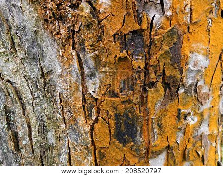 The tree cut in half beacuse of he is old. But we can use it as beautiful background on pc or so on