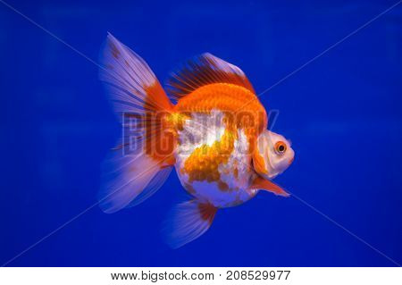 Ryukin goldfish in a blue background aquarium