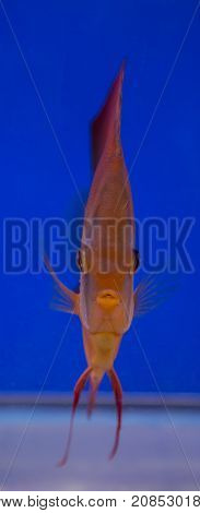 San Merah discus fish in a blue background tank